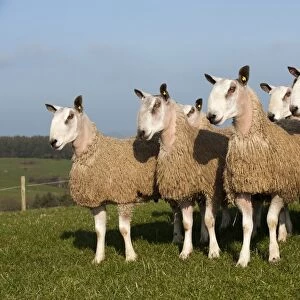 Domestic Sheep, Blue-faced Leicester, yearling rams, in wool, flock standing in pasture, England, march