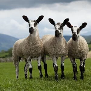 Domestic Sheep, Blue-faced Leicester, three lambs, standing in pasture, England, june