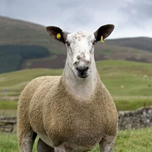 Domestic Sheep, Blue-faced Leicester, ram, standing in pasture, with ear tags, Cumbria, England, september