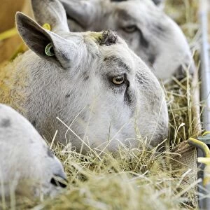 Domestic Sheep, Blue-faced Leicester rams, close-up of heads, feeding on hay in rack, Cumbria, England, September