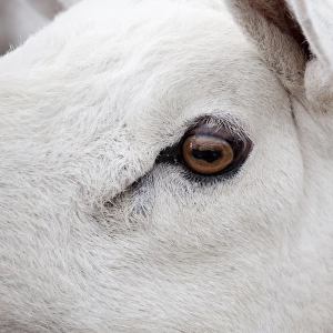 Domestic Sheep, Cheviot ram, close-up of head, England, june