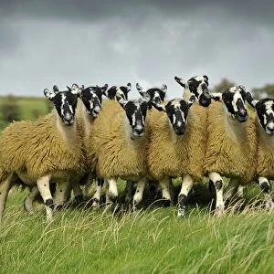 Domestic Sheep, crossbred mule ewe lambs, flock being rounded up by collie sheepdog in pasture, England, September