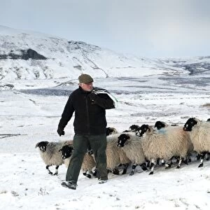 Domestic Sheep, Dalesbred flock, with shepherd leading on snow covered moorland, near Pen-y-ghent, Yorkshire Dales N. P