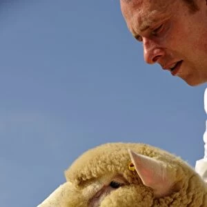 Domestic Sheep, Dorset Down ram, close-up of head, held by shepherd at show, England, august