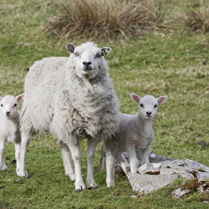 Domestic Sheep, ewe with twin lambs, standing in pasture, Shetland Islands, Scotland, May