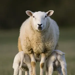 Domestic Sheep Print: Ewe with Twin Lambs in Oxfordshire Pasture Domestic Sheep Print: Ewe with Twin Lambs in Oxfordshire Pasture