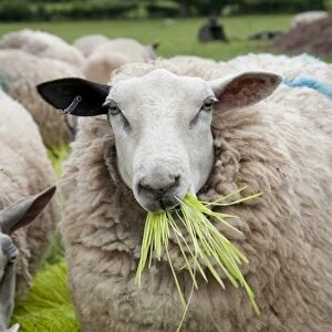 Domestic Sheep, ewes, flock feeding on Barley (Hordeum vulgare) hydroponic growing system crop of sprouted seedlings at