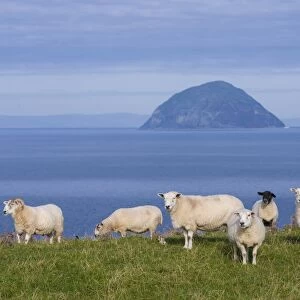 Domestic Sheep, ewes, flock grazing on coastal pasture, with volcanic plug island in background, Ailsa Craig