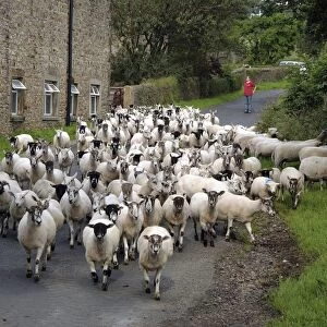 Domestic Sheep, ewes and lambs, flock being moved down public road, Bleasdale, Preston, Lancashire, England