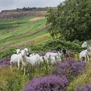 Domestic Sheep, ewes with lambs, flock standing amongst heather on moorland, Grindsbrook Clough, Edale
