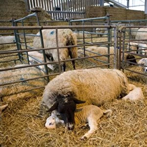 Domestic Sheep, ewes with newborn lambs, resting on straw bedding in lambing shed, England, january