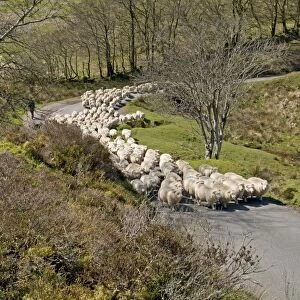 Domestic Sheep, Exmoor Horn, flock, herding along moorland road, Exmoor, Somerset, England, april