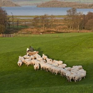Domestic Sheep, flock, being fed by farmer on quad bike, on pasture near freshwater loch, Loch Lomond, Scotland, september