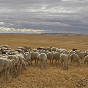 Domestic Sheep, flock, feeding in stubble field, with Barn Swallows (Hirundo rustica) in flight, Northern Spain, july
