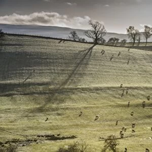 Domestic Sheep, flock, grazing in frost covered pasture at dawn, Brough, Cumbria, England, December