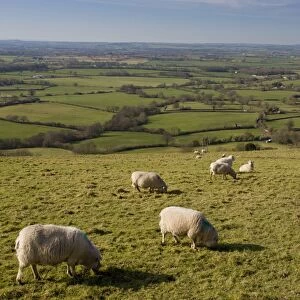 Domestic Sheep, flock grazing in pasture, looking west over Blackmore Vale from Ibberton Hill, Dorset, England, march
