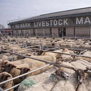 Domestic Sheep, flock in pens at livestock market, Newark Livestock Market, Newark, Nottinghamshire, England, March