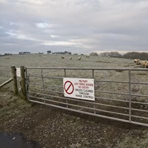 Domestic Sheep, flock, standing in frost covered pasture with feeder, gate with Military Live Firing Range, No Entry sign in foreground, Lulworth, Dorset, England, january