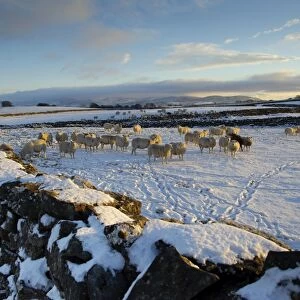 Domestic Sheep, flock, standing on snow covered pasture with drystone walls in late afternoon sunlight, Orton, Cumbria