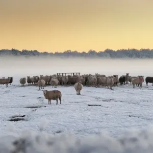 Oveja doméstica en un grupo con el pasto cubierto de nieve al lado del alimentador y una bruma a la caída del sol en Meathop, Grange-over-Sands Oveja doméstica en un grupo con el pasto cubierto de nieve al lado del alimentador y una bruma a la caída del sol en Meathop, Grange-over-Sands