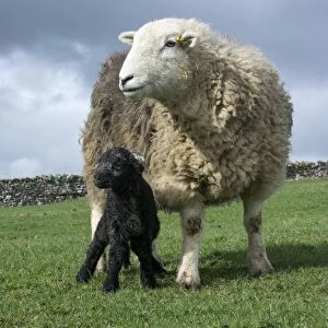 Domestic Sheep, Herdwick ewe and newborn lamb, standing in pasture, Cumbria, England, April