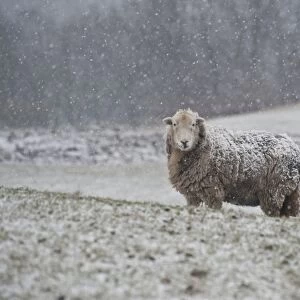 Domestic Sheep, Herdwick ewe, standing in snow covered pasture during snowfall, Endmoor, Kendal, Cumbria, England
