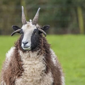 Domestic Sheep, Jacob Sheep, ewe, close-up of head, Longridge, Lancashire, England, march