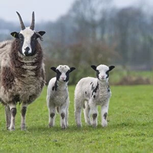 Domestic Sheep, Jacob Sheep, ewe with lambs, standing in pasture, Longridge, Lancashire, England, march