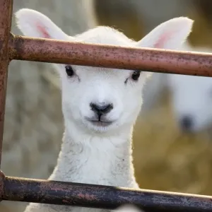 Cordero doméstico; cordero; cerca del cabeza; mirando hacia afuera de la cercadura en Inglaterra norteña Cordero doméstico; cordero; cerca del cabeza; mirando hacia afuera de la cercadura en Inglaterra norteña