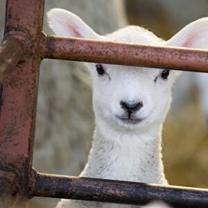 Domestic Sheep, lamb, close-up of head, looking out of pen, North Yorkshire, England, march