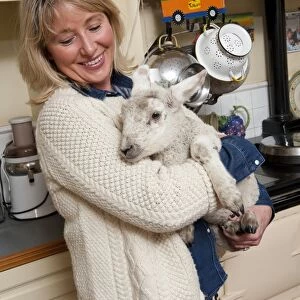 Domestic Sheep, lamb, held by woman in farmhouse kitchen, Norfolk, England, April