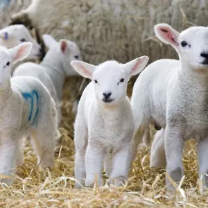 Oveja doméstica, corderos y machas que se colocan de pie con ovejas sobre esteras de paja en Inglaterra del Norte York Oveja doméstica, corderos y machas que se colocan de pie con ovejas sobre esteras de paja en Inglaterra del Norte York