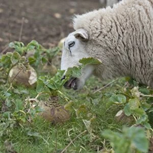 Domestic Sheep, Lleyn ewe, feeding, strip grazing Swede (Brassica napobrassica) crop, Welshpool, Powys, Wales, february