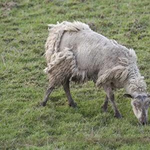 Domestic Sheep, mule ewe, affected by Sheep Scab (Psoroptic Mange) caused by Psoroptes mites, grazing in pasture