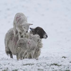 Domestic Sheep, mule ewe with two lambs, one standing on back of ewe, in heavy snow, Swaledale, Yorkshire Dales N. P