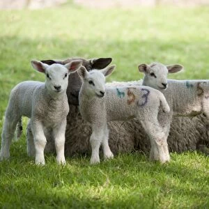 Domestic Sheep, Mule ewe with Texel cross triplet lambs, in pasture, Chipping, Lancashire, England, april