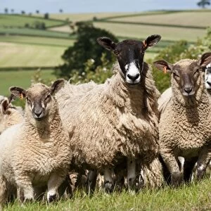 Domestic Sheep, mule ewes with Charollais sired lambs, flock standing in pasture, Devon, England, may