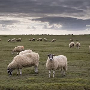 Domestic Sheep, mule ewes, flock grazing on saltmarsh, Bank End Farm, Cockerham, Lancashire, England, October