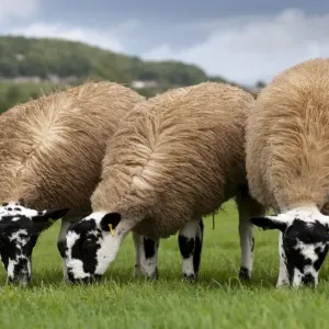 Oveja doméstica corderos de mulas gemelas listo para venta tres pastando en prado norte yorkshire inglaterra septiembre Oveja doméstica corderos de mulas gemelas listo para venta tres pastando en prado norte yorkshire inglaterra septiembre