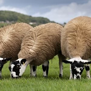 Domestic Sheep, mule gimmer lambs, ready for sale, three grazing in pasture, North Yorkshire, England, september