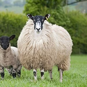 Domestic Sheep, mule hogg with Suffolk sired lamb at foot, standing in pasture, England, may