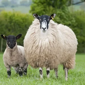 Cordero doméstico, cabra mulera con cordero de Suffolk al pie en el pastizal. Inglaterra Cordero doméstico, cabra mulera con cordero de Suffolk al pie en el pastizal. Inglaterra