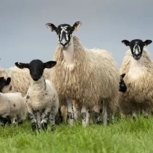 Viejas de granja o cabrillas mulas higos con corderos criados por machos de Suffolc a pie en pasto Inglaterra pueden ser Viejas de granja o cabrillas mulas higos con corderos criados por machos de Suffolc a pie en pasto Inglaterra pueden ser