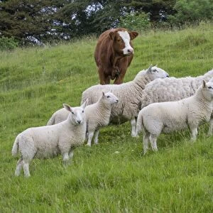 Domestic Sheep, North Country Cheviot, ewes with lambs, with Domestic Cattle, Luing calf, standing in pasture
