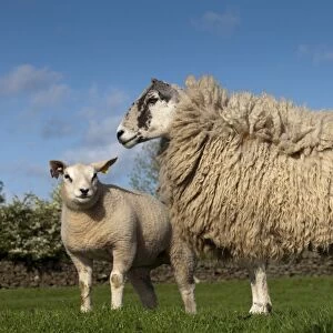 Domestic Sheep, recipient mule ewe with pedigree Beltex lamb, produced as embryo transplant, standing in pasture, England, may