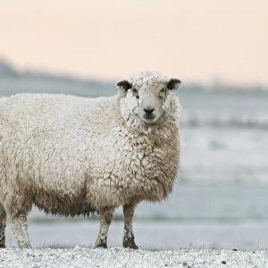Domestic Sheep, Romney Sheep, adult, covered in snow, Elmley Marshes N. N. R. Isle of Sheppey, Kent, England, winter