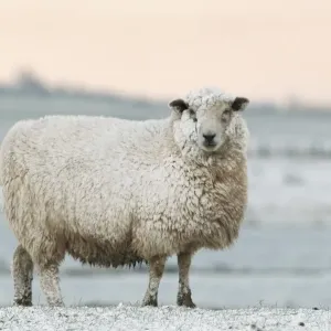 Oveja doméstica de Romney , oveja romnina adulta cubierta con nieve en los marshes de Elmley Norte y Sur del Islote de Sheppey en el condado del Reino Unido Inglaterra. Invierno Oveja doméstica de Romney , oveja romnina adulta cubierta con nieve en los marshes de Elmley Norte y Sur del Islote de Sheppey en el condado del Reino Unido Inglaterra. Invierno
