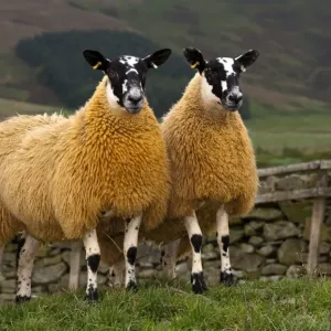 Oveja doméstica de ovinos celtas escoceses, mulas de montaña blanqueadas con cara azul hembra x cabrilla negra leicester roña dos crías en pasto en la comarca del lago Windermere Cumbria Oveja doméstica de ovinos celtas escoceses, mulas de montaña blanqueadas con cara azul hembra x cabrilla negra leicester roña dos crías en pasto en la comarca del lago Windermere Cumbria