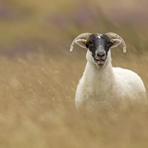 Domestic Sheep, Scottish Blackface, adult, calling, standing amongst long grass, Lammermuir Hills, Berwickshire