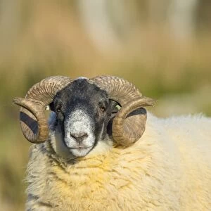 Domestic Sheep, Scottish Blackface, ram, close-up of head, Grampian Mountains, Aberdeenshire, Highlands, Scotland